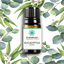 Load image into Gallery viewer, Eucalyptus Radiata