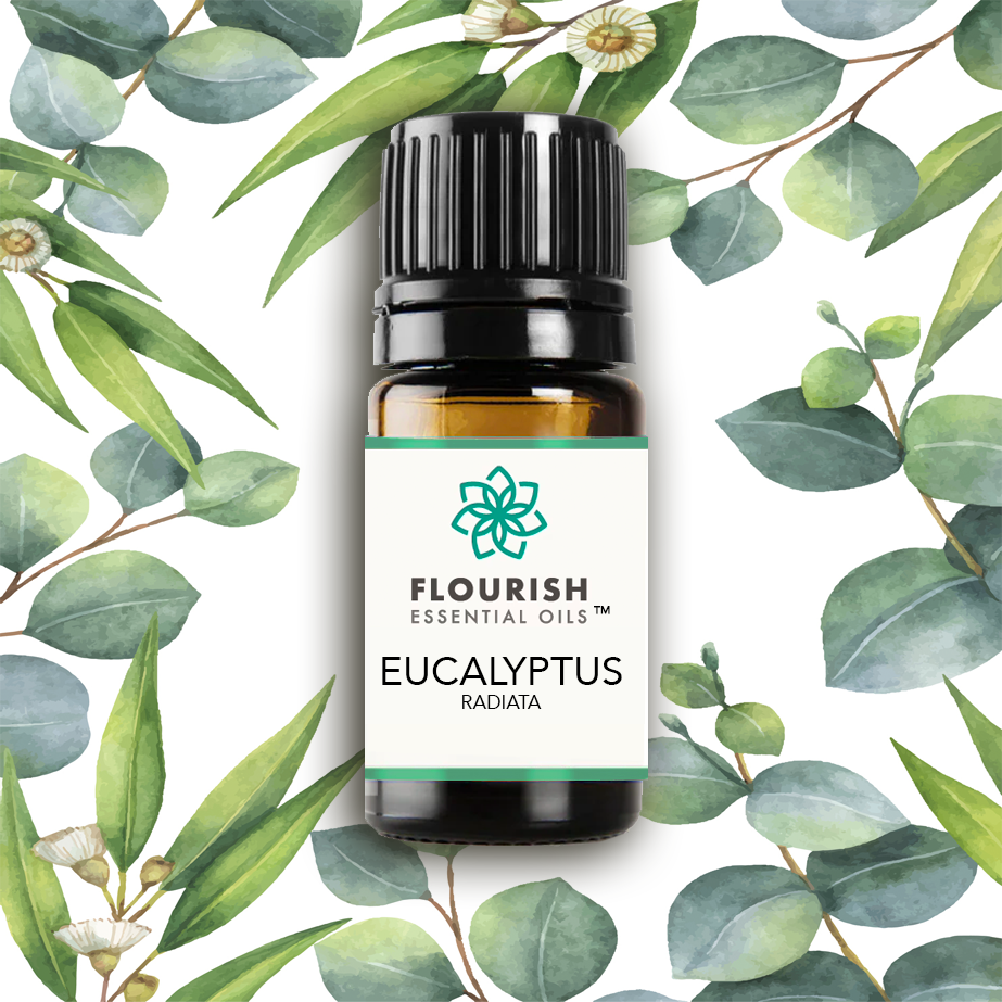 Eucalyptus Radiata