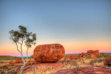 Load image into Gallery viewer, Eucalyptus Radiata