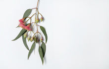 Load image into Gallery viewer, Eucalyptus Radiata