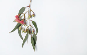 Eucalyptus Radiata