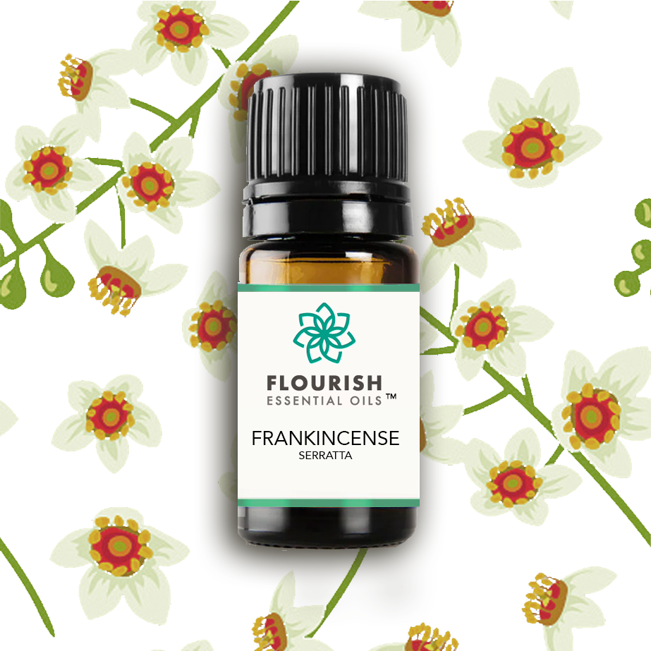 Frankincense Serrata