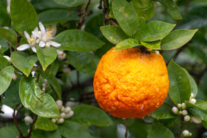 Bergamot