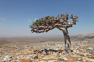 Frankincense Serrata